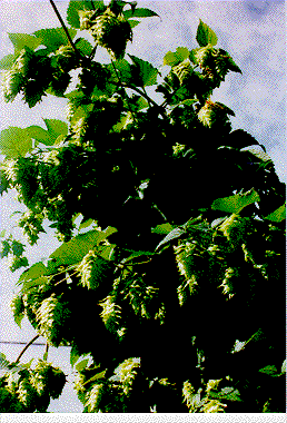 A hop plant in Vermont